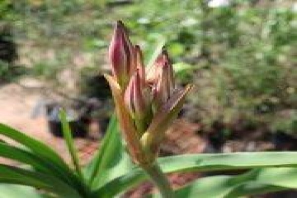 Twinstreams Indigenous Nursery & Landscaping