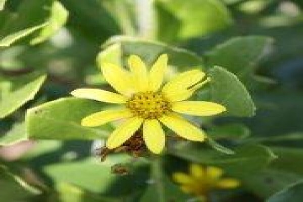 Twinstreams Indigenous Nursery & Landscaping