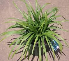 Bundu Nursery