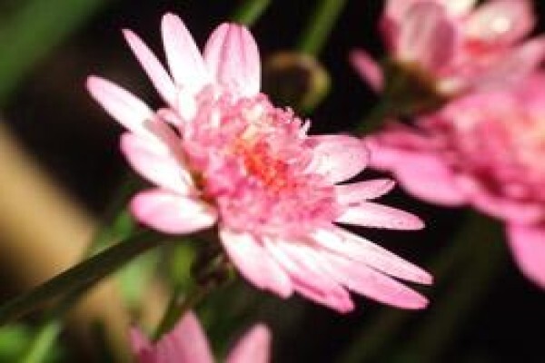 Floradale Nurseries