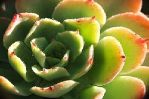 Floradale Nurseries