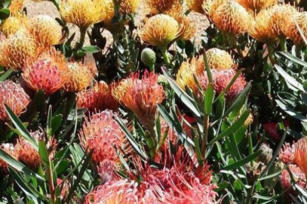 Floradale Nurseries