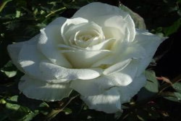 Floradale Nurseries
