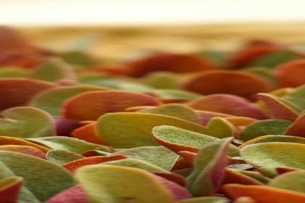 Pink Geranium Nursery