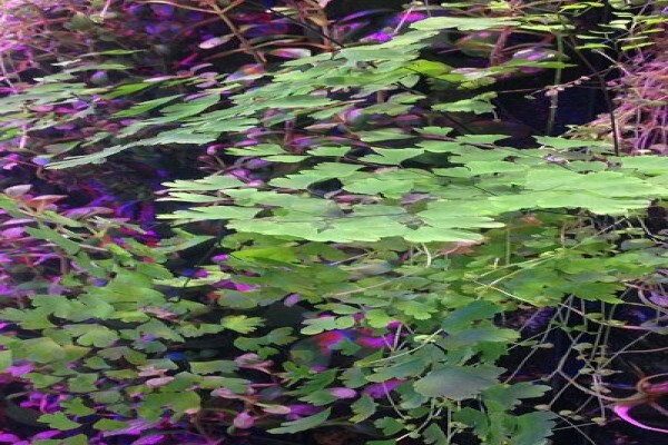 Pink Geranium Nursery