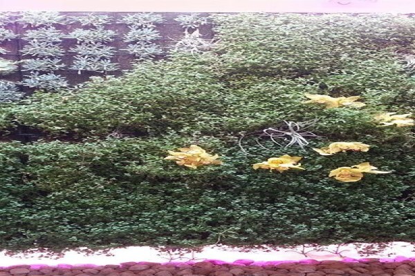 Pink Geranium Nursery