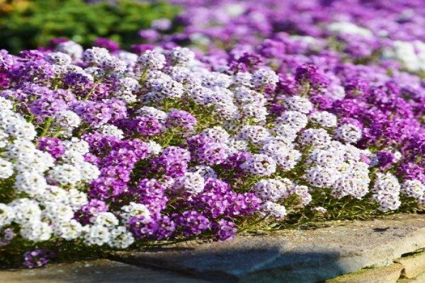 Stodels Nurseries (Pty) Ltd
