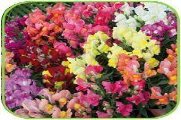 Doonholm Nursery Cc
