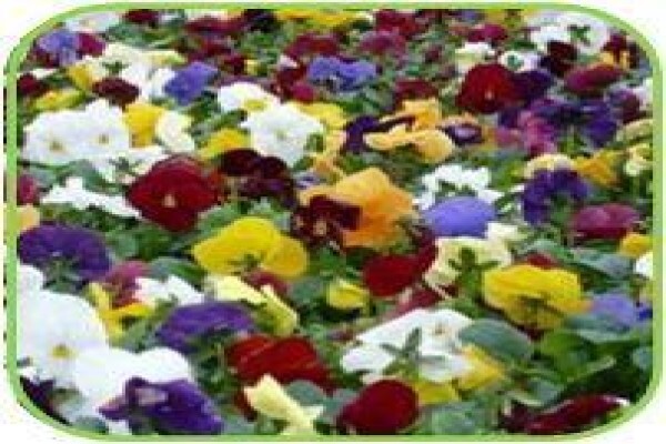 Doonholm Nursery Cc