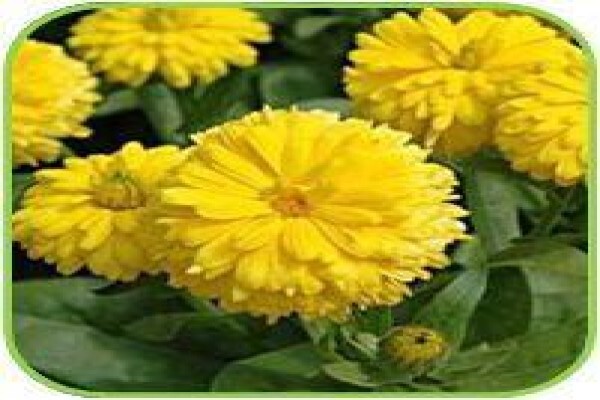 Doonholm Nursery Cc