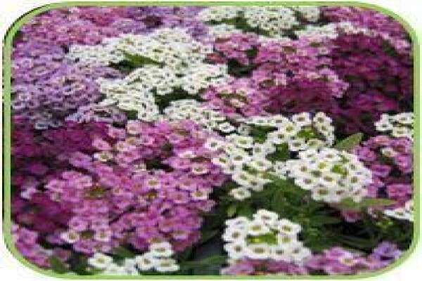Doonholm Nursery Cc