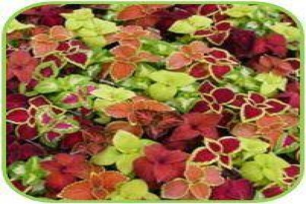 Doonholm Nursery Cc