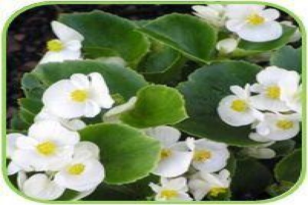 Doonholm Nursery Cc