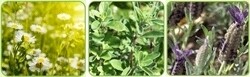 Doonholm Wholesale Nursery