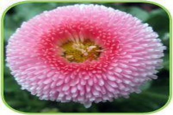 Doonholm Wholesale Nursery