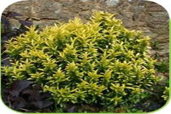 Doonholm Wholesale Nursery