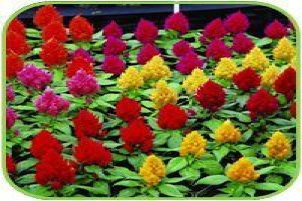 Doonholm Wholesale Nursery