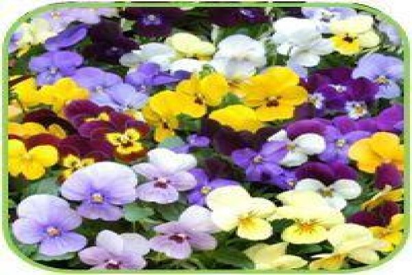 Doonholm Wholesale Nursery