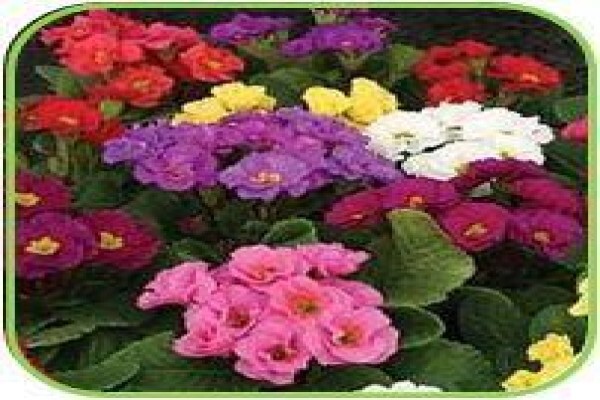 Doonholm Wholesale Nursery