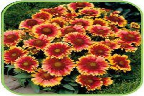 Doonholm Wholesale Nursery