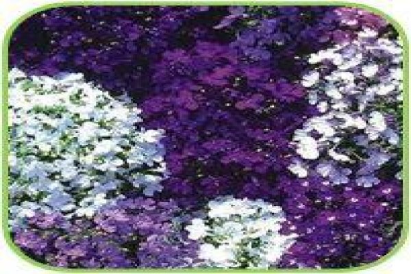Doonholm Wholesale Nursery