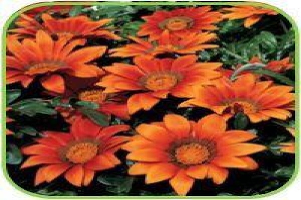 Doonholm Wholesale Nursery