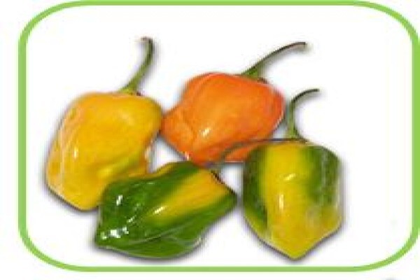 Doonholm Wholesale Nursery