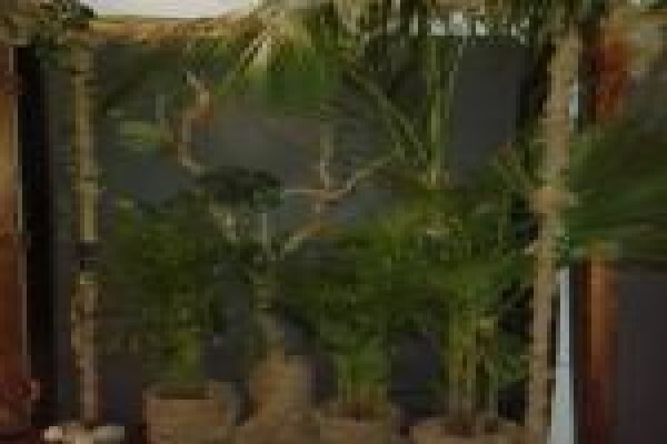Plants Cape (Pty) Ltd