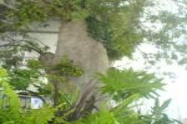 Plants Cape (Pty) Ltd