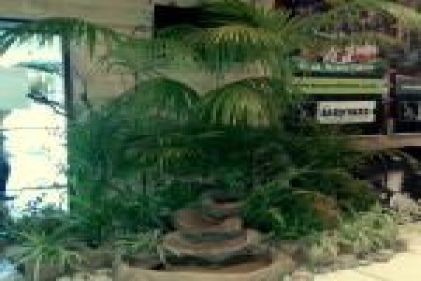 Plants Cape (Pty) Ltd