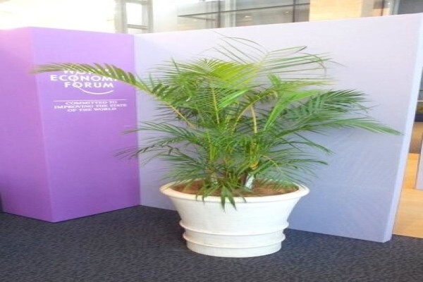 Plants Cape (Pty) Ltd