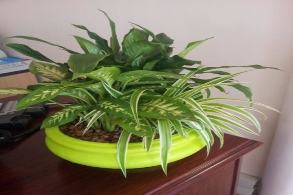 Plants Cape (Pty) Ltd