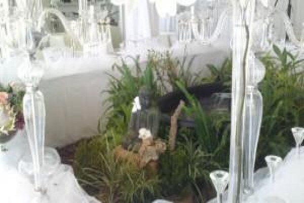 Plants Cape (Pty) Ltd