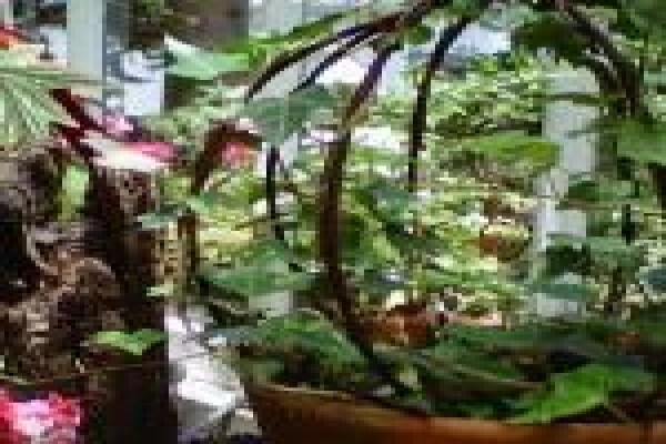 The Greenhouse Nursery