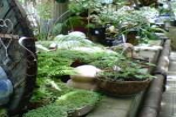 The Greenhouse Nursery