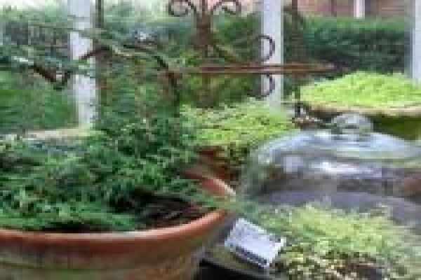 The Greenhouse Nursery