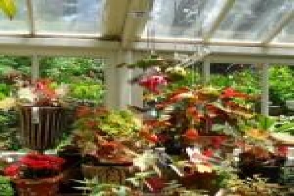 The Greenhouse Nursery