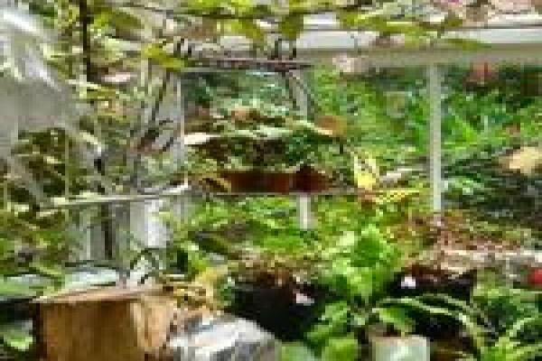 The Greenhouse Nursery