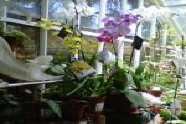 The Greenhouse Nursery