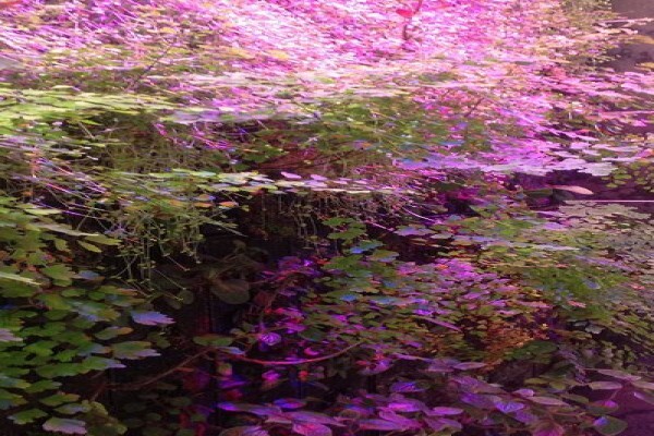 Pink Geranium