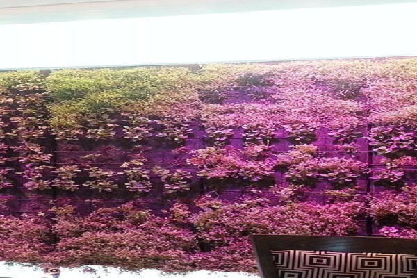 Pink Geranium