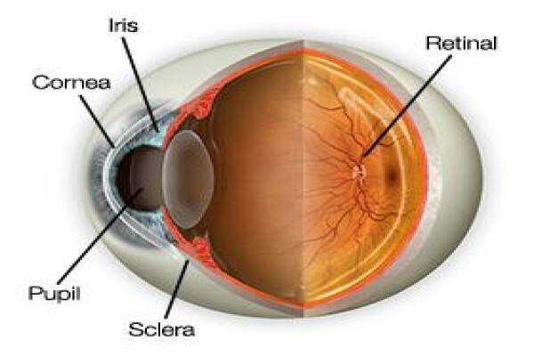 Casoojee Optometrist