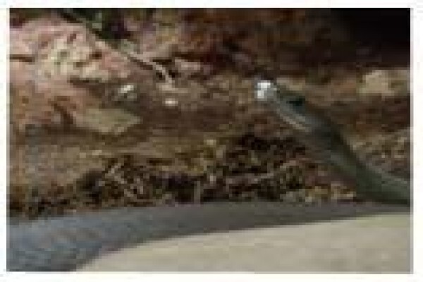 Crocodile Farm