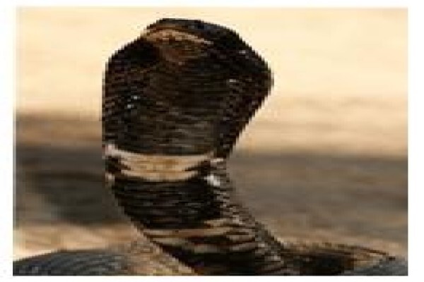 Crocodile Farm