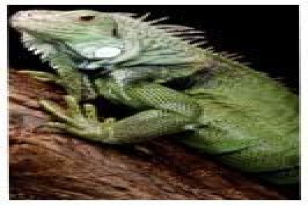 Crocodile Farm