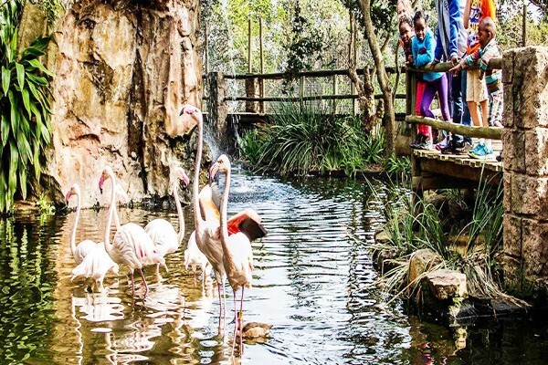 Crocodile Farm
