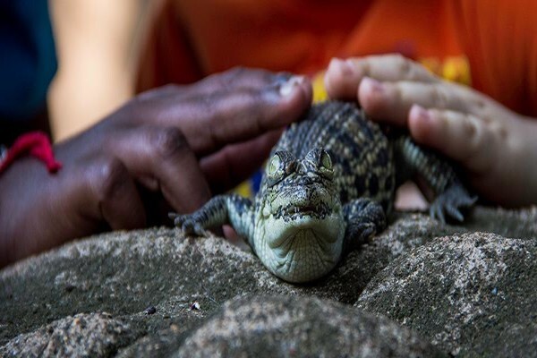 Crocodile Farm