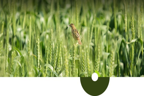 Overberg Agri Bedrywe (Pty) Ltd