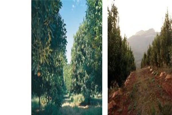 Royal Macadamia (Pty) Ltd