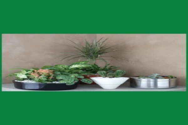 Lindol Hygiene Services (Pty) Ltd:Pest Control